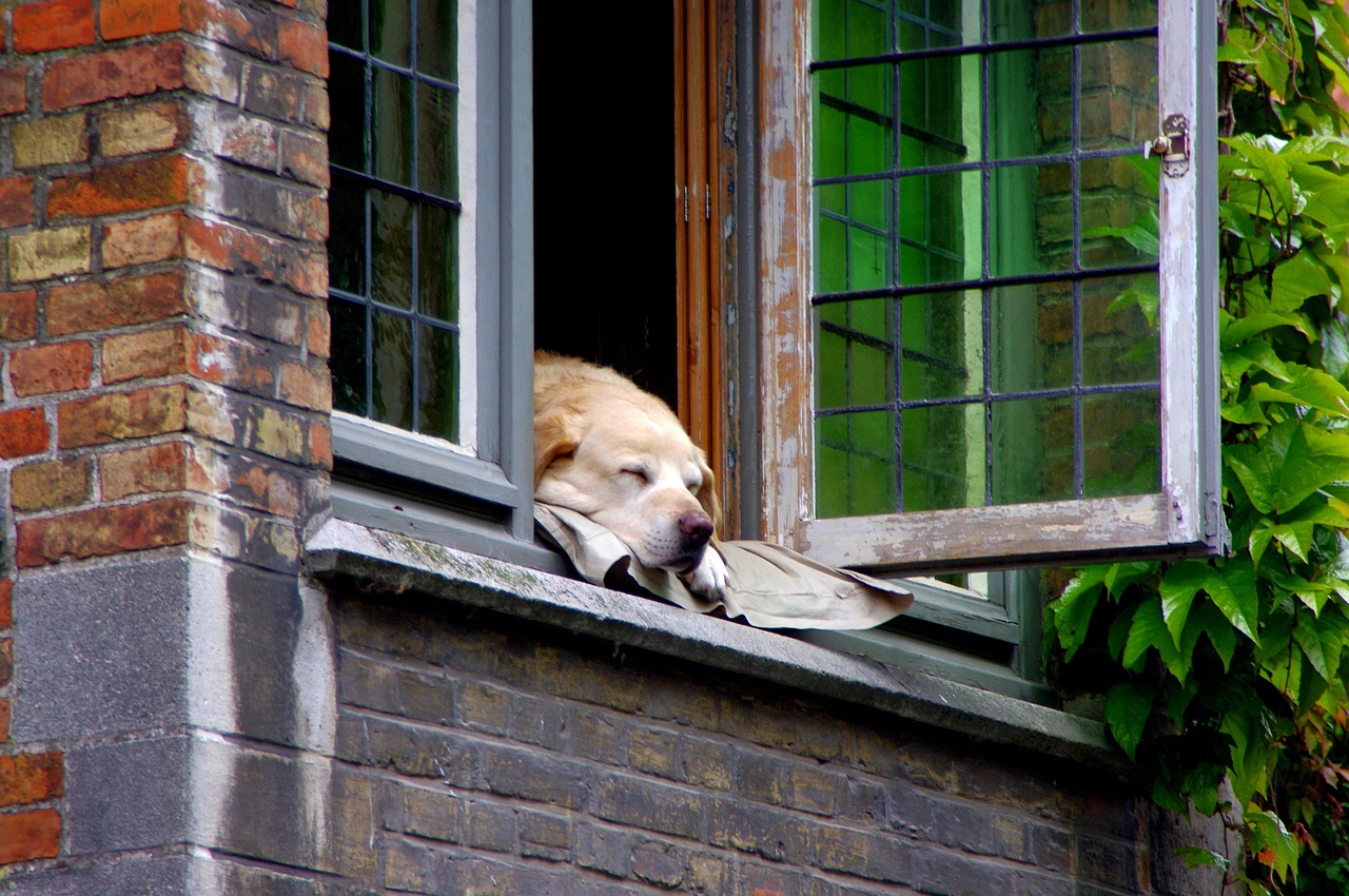 犬と共に快適な暮らしを実現する新築住宅｜Lifit株式会社