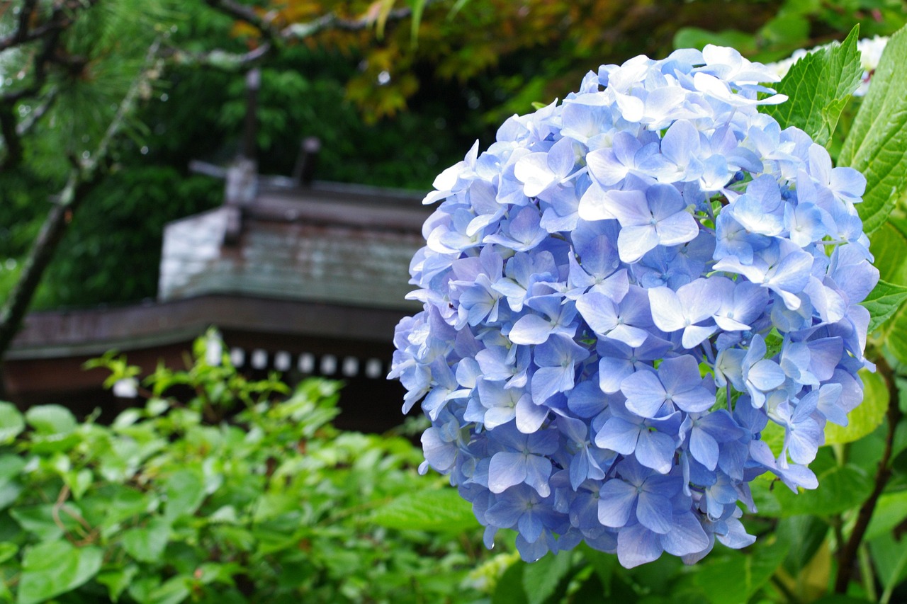 四季折々の美しさを感じる、心地よい家づくりを始めましょう